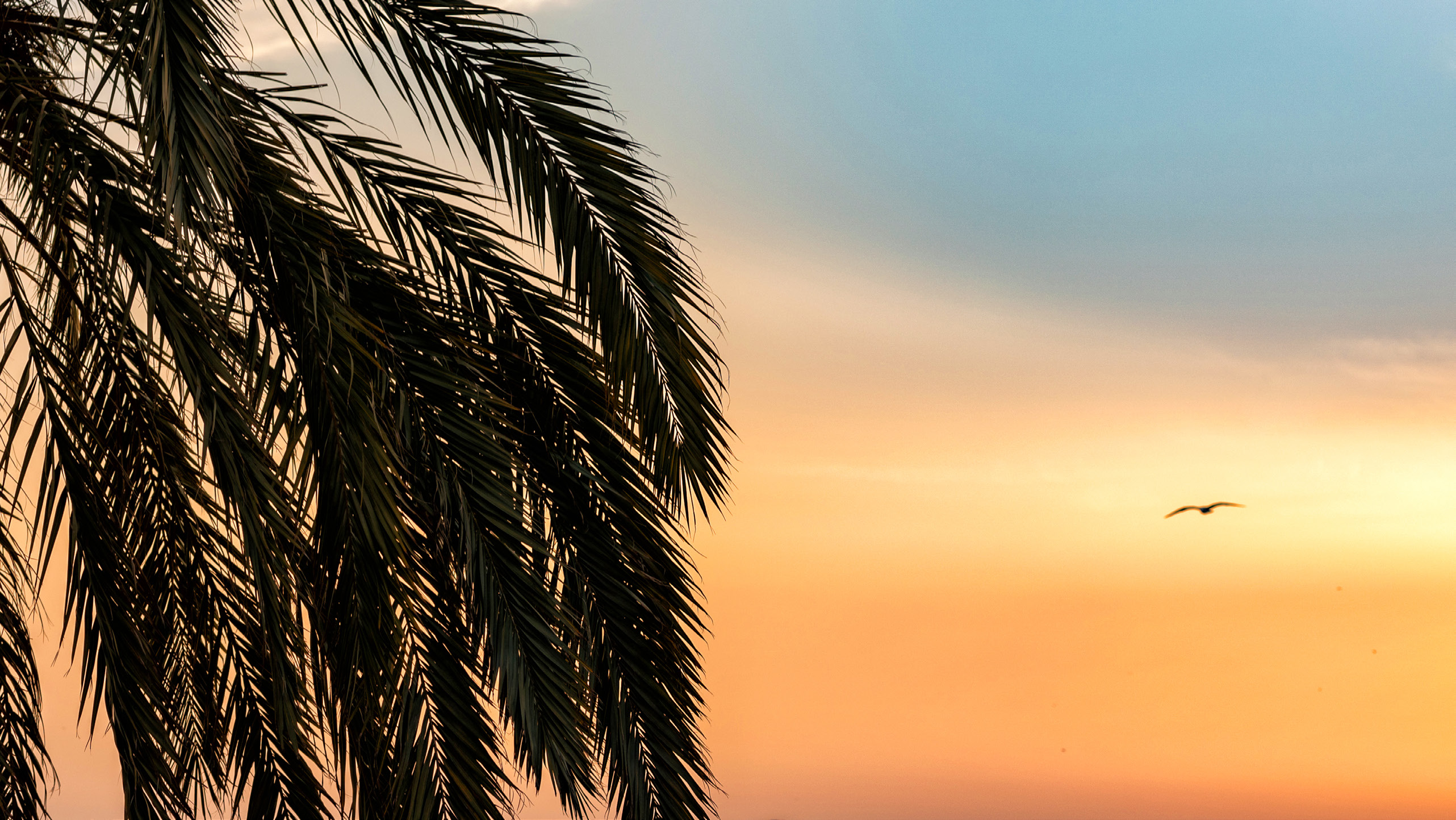 Aerial view of Marea branded apartments complex